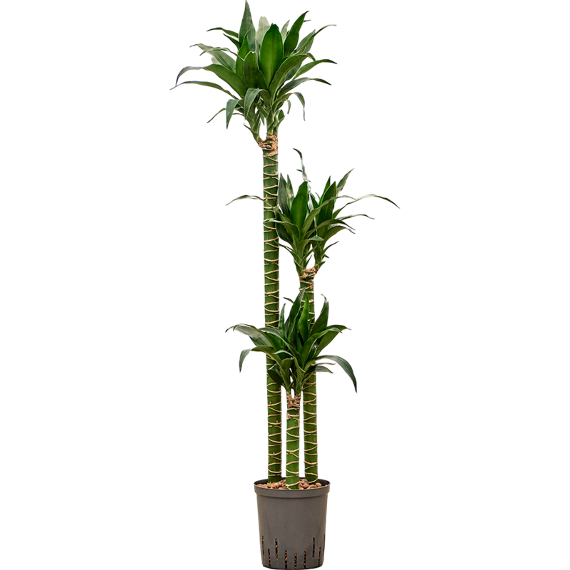 Dracaena deremensis 'Black Beauty'