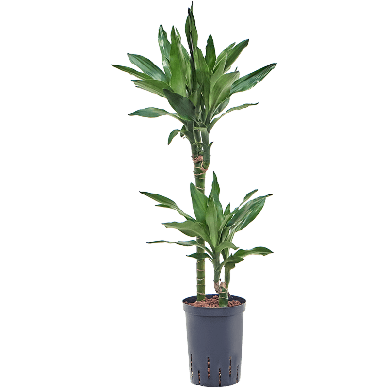 Dracaena fragrans 'Burundii'