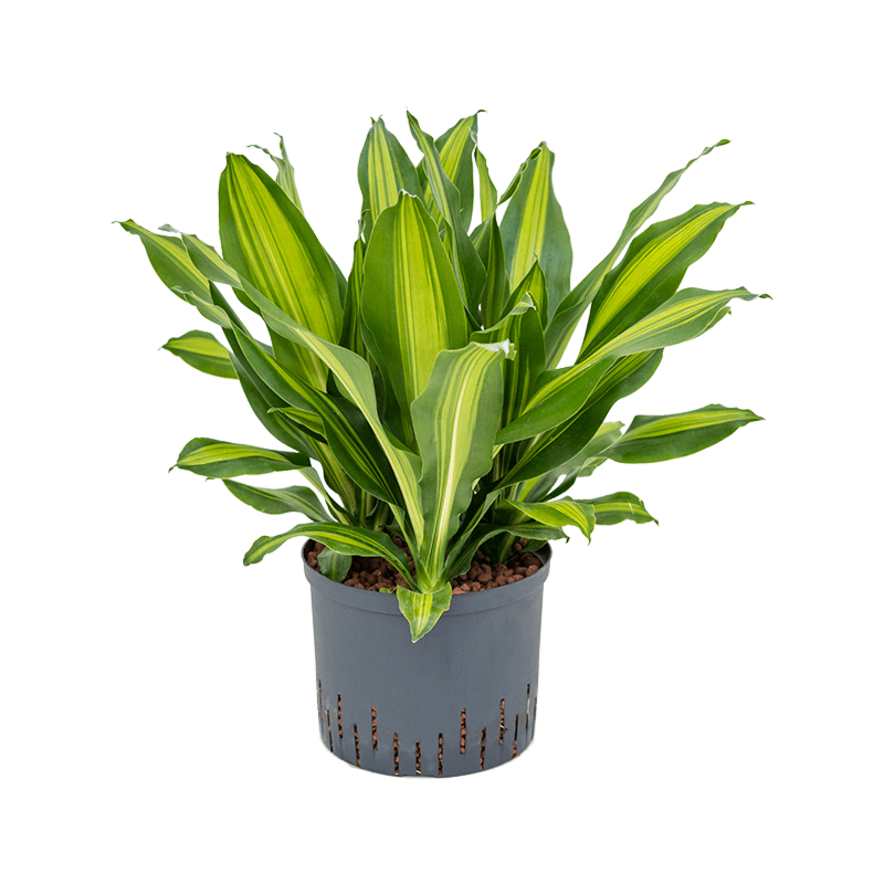 Dracaena fragrans 'Burley'
