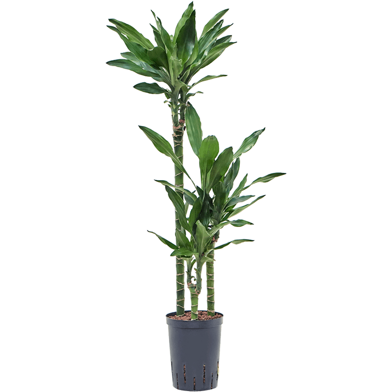 Dracaena fragrans 'Burundii'