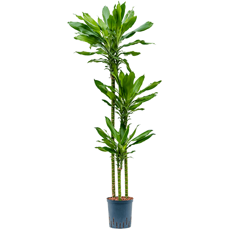 Dracaena fragrans 'Burundii'