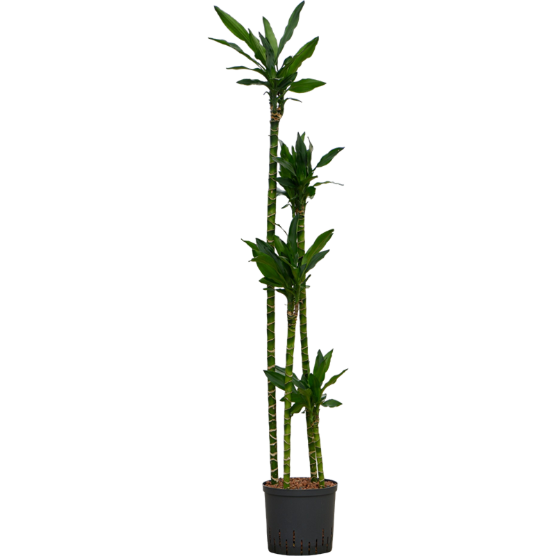 Dracaena fragrans 'Burundii'
