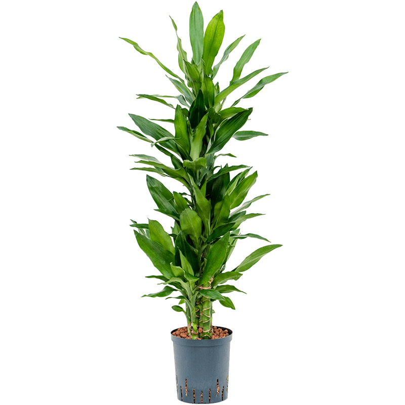Dracaena fragrans 'Burundii'