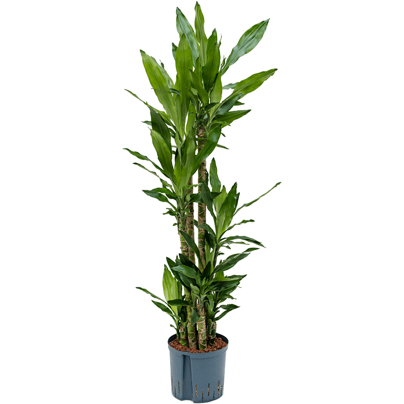 Dracaena fragrans 'Burundii'