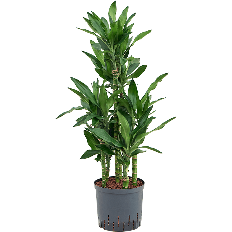 Dracaena fragrans 'Burundii'