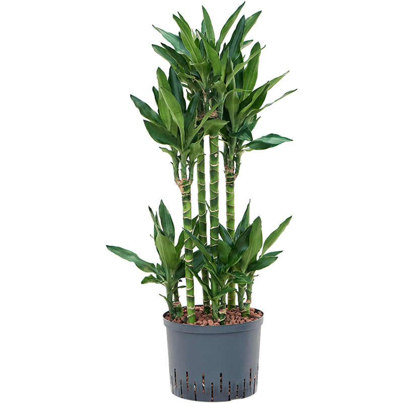 Dracaena fragrans 'Burundii'