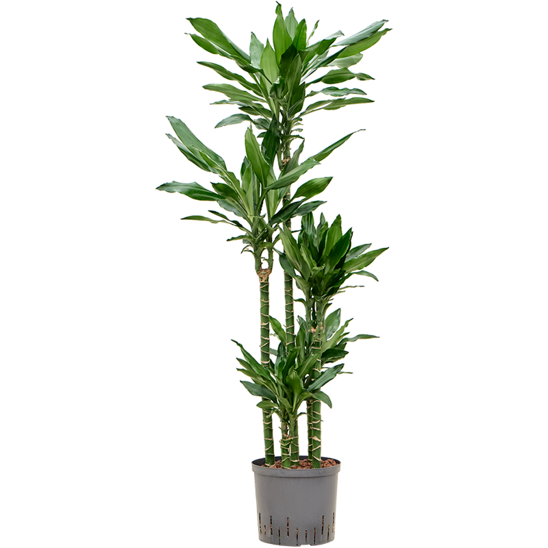 Dracaena fragrans 'Burundii'