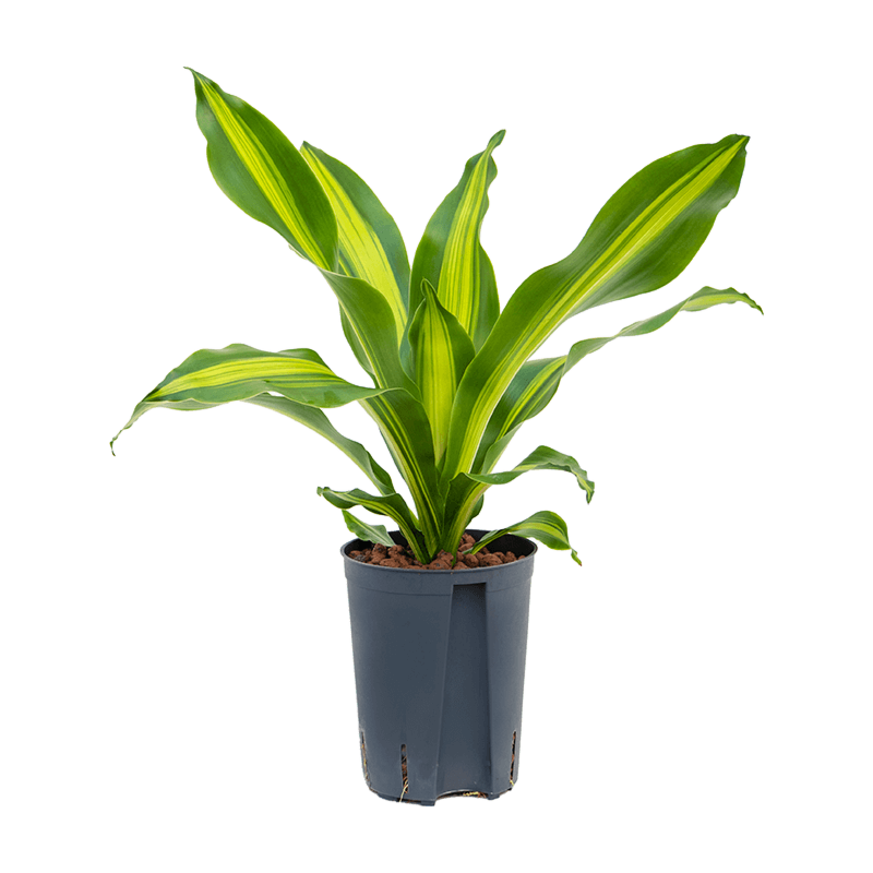Dracaena fragrans 'Burley'