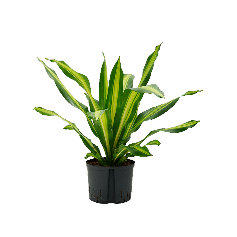 Dracaena fragrans 'Burley'