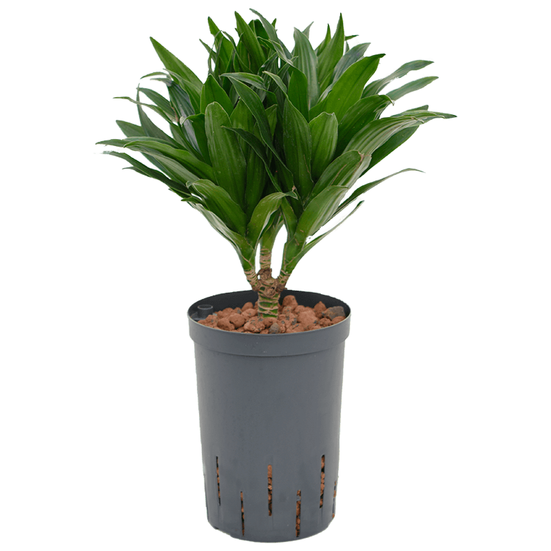 Dracaena fragrans 'Compacta'