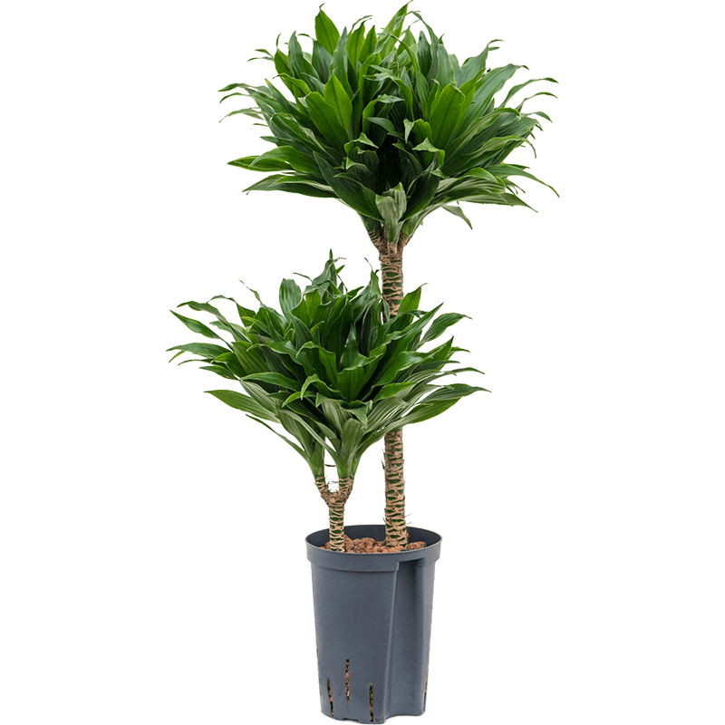 Dracaena fragrans 'Compacta'