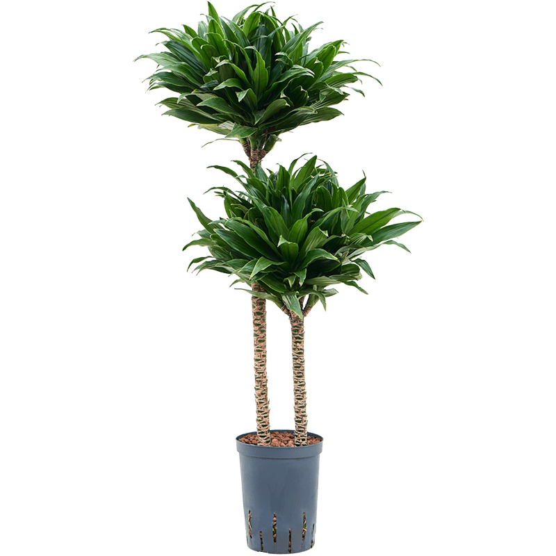 Dracaena fragrans 'Compacta'