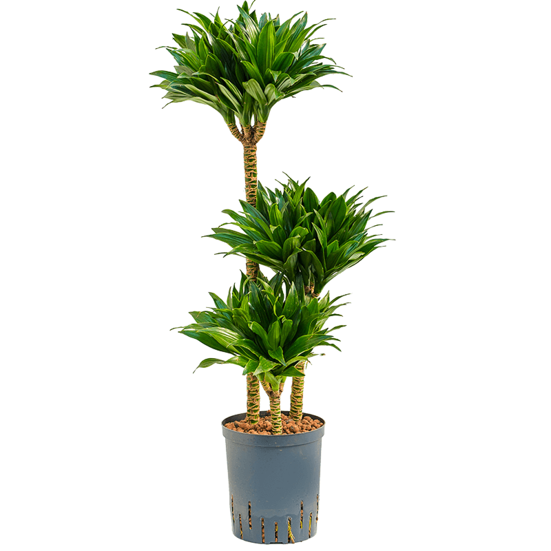 Dracaena fragrans 'Compacta'