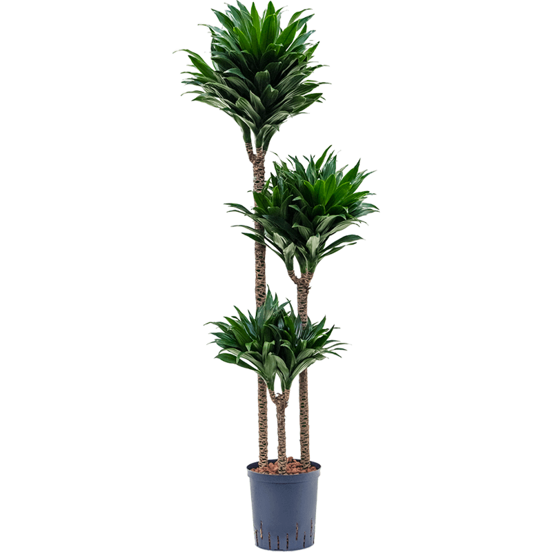 Dracaena fragrans 'Compacta'