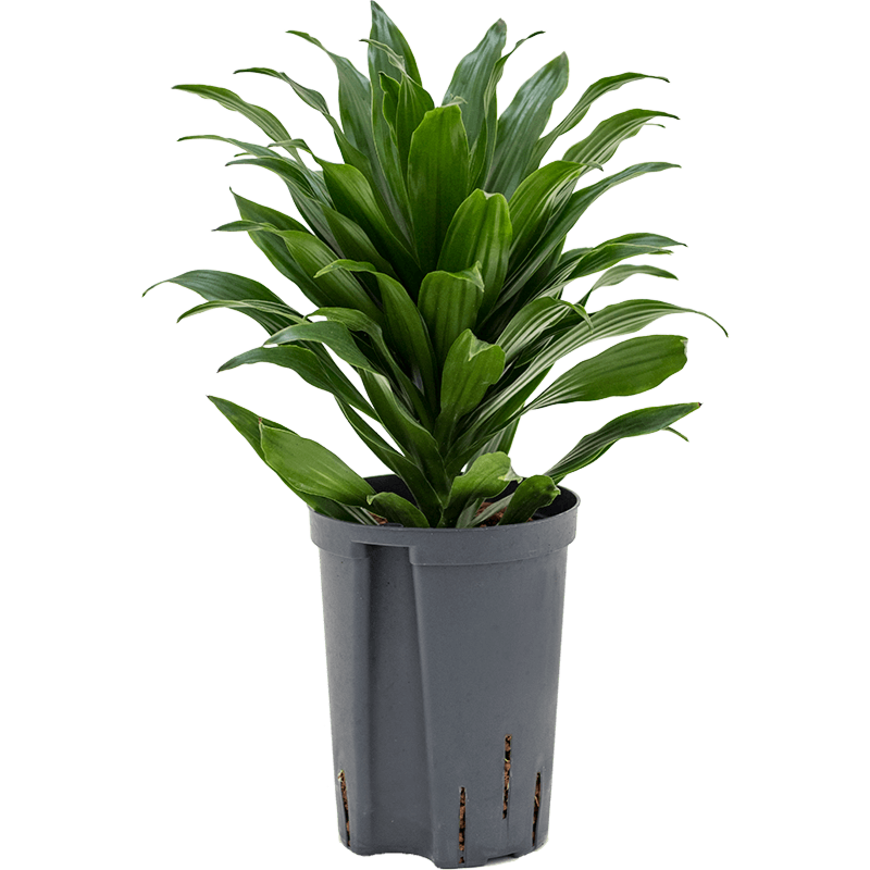 Dracaena fragrans 'Compacta'