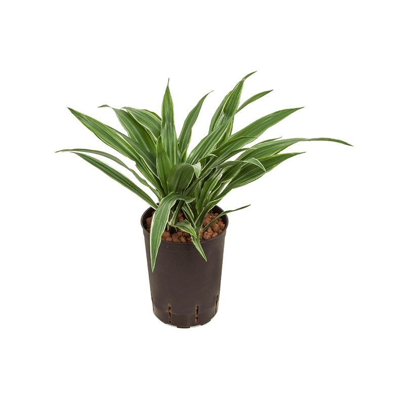 Dracaena deremensis 'Warneckei'