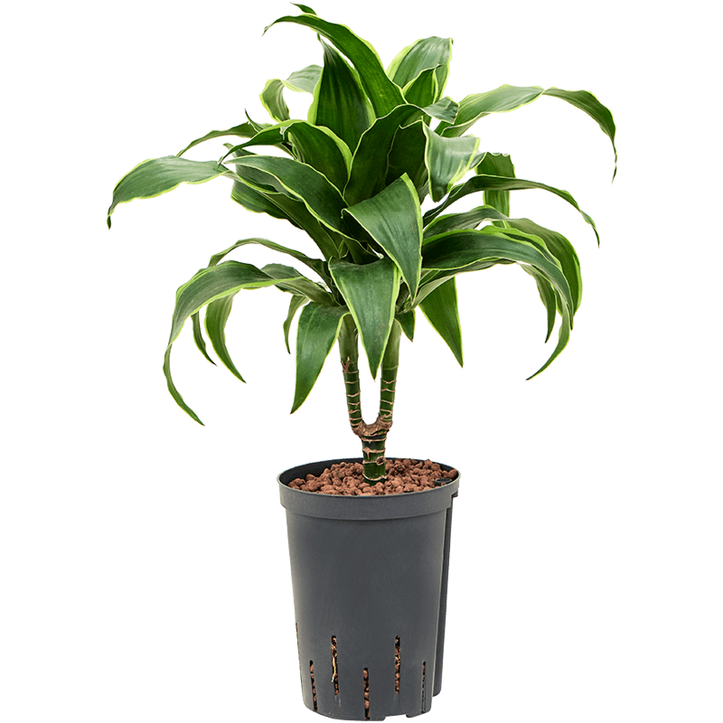Dracaena fragrans 'Dorado'