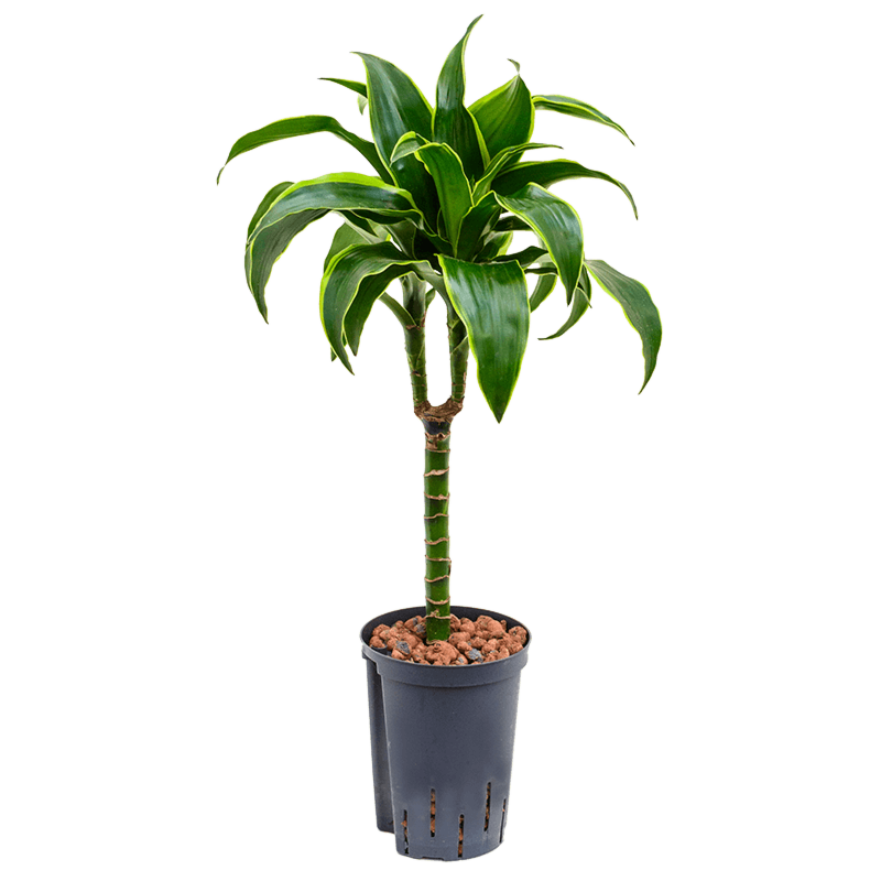 Dracaena fragrans 'Dorado'