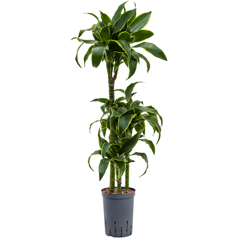 Dracaena fragrans 'Dorado'