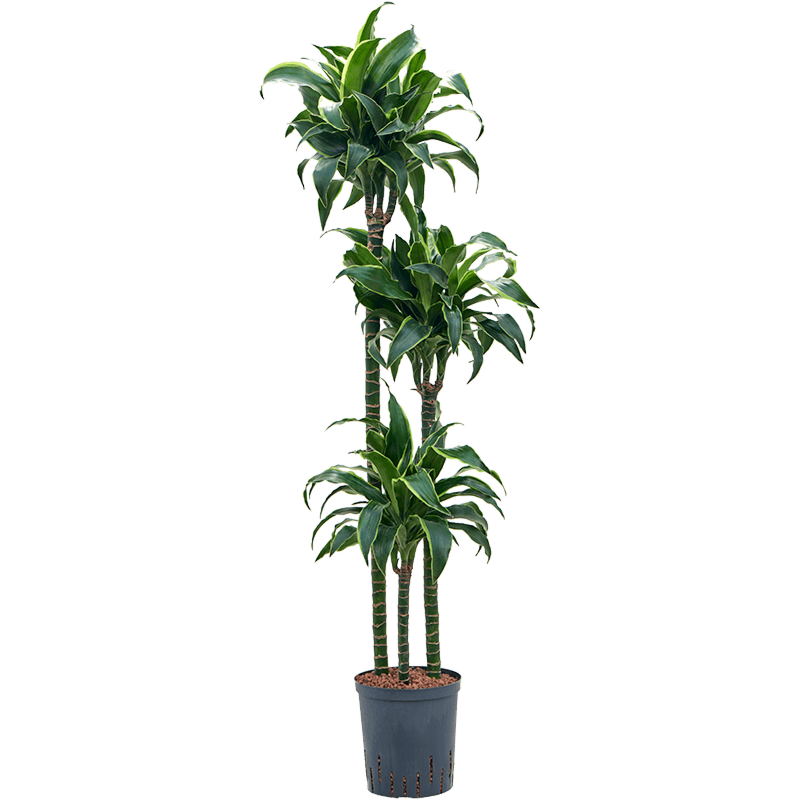 Dracaena fragrans 'Dorado'