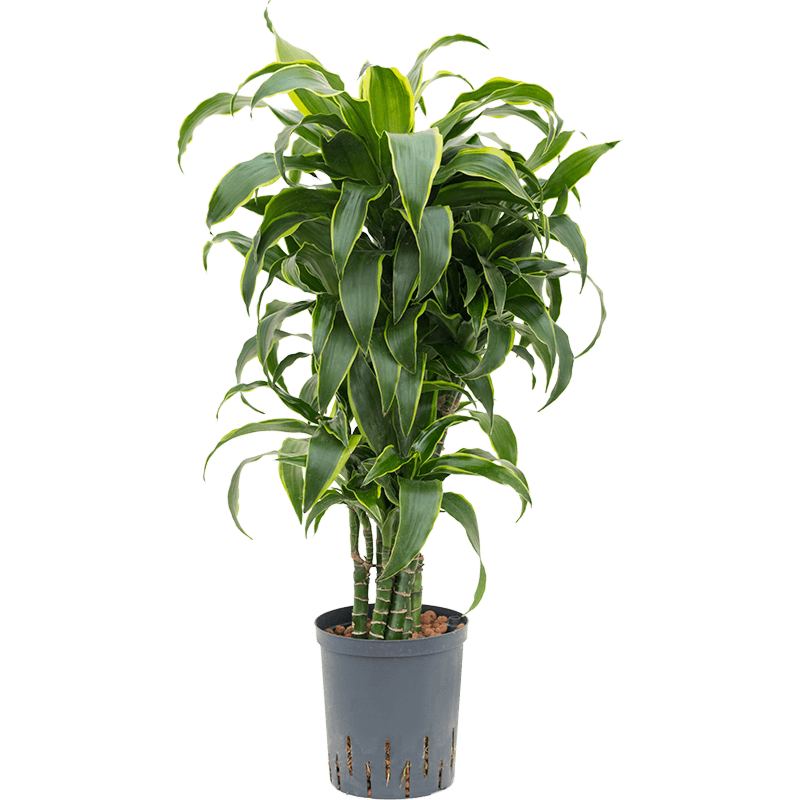 Dracaena fragrans 'Dorado'