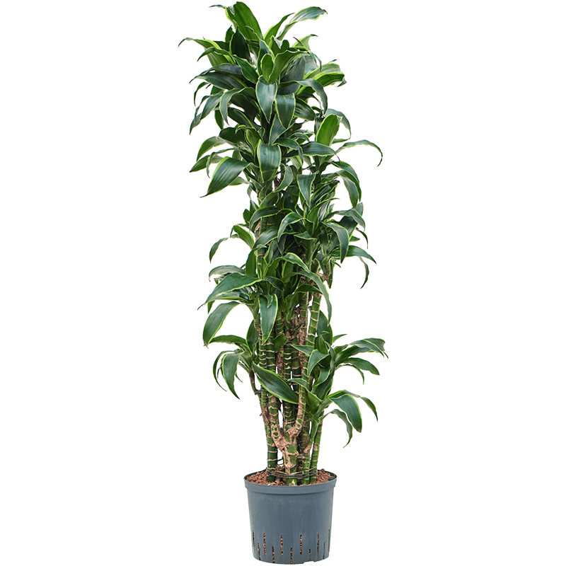 Dracaena fragrans 'Dorado'