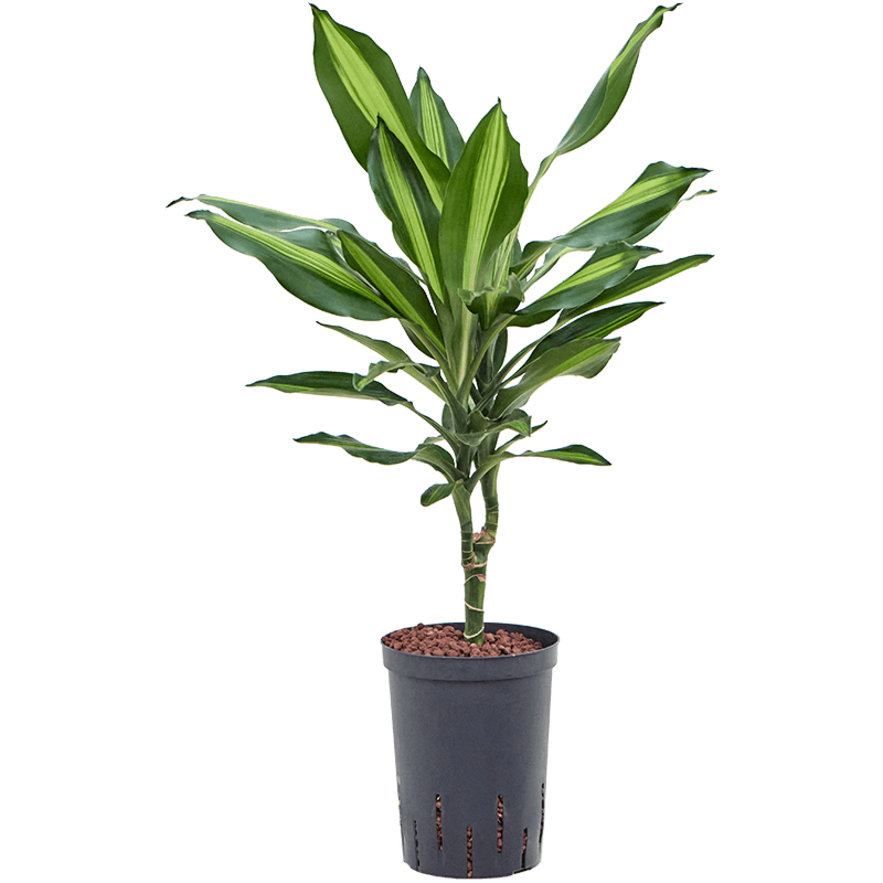Dracaena fragrans 'Cintho'