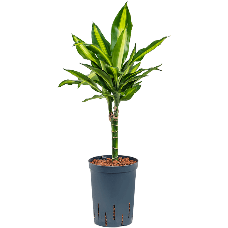 Dracaena fragrans 'Cintho'
