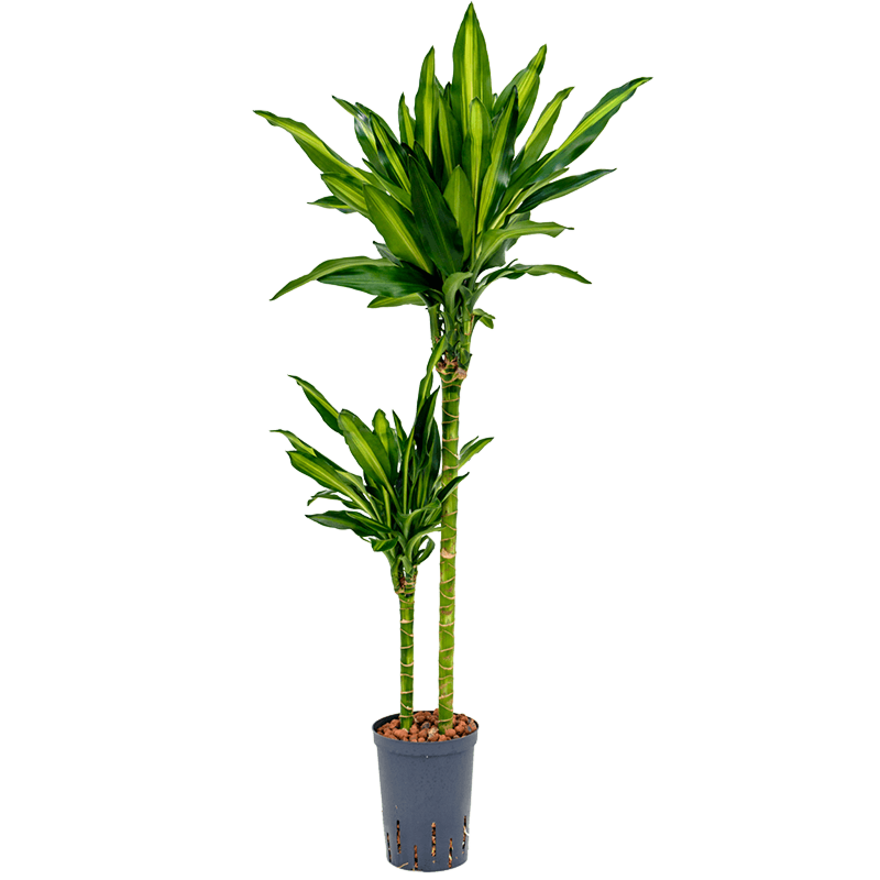 Dracaena fragrans 'Cintho'