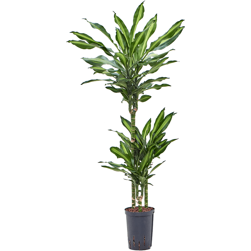 Dracaena fragrans 'Cintho'