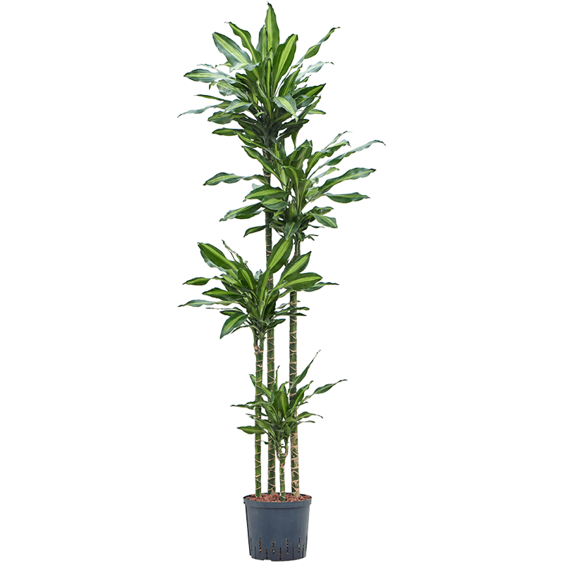 Dracaena fragrans 'Cintho