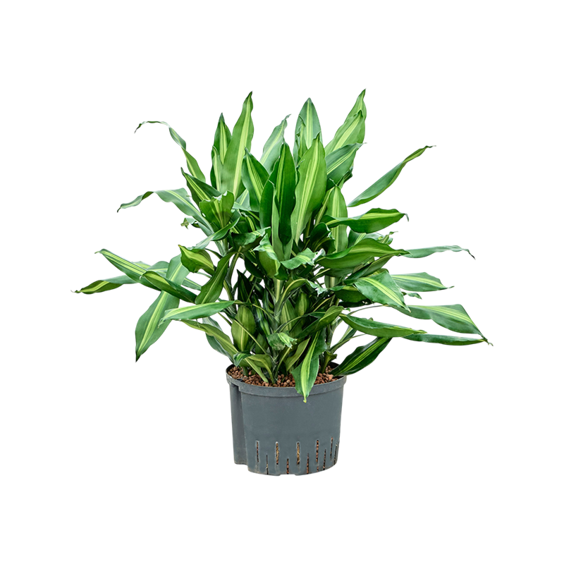 Dracaena fragrans 'Cintho'