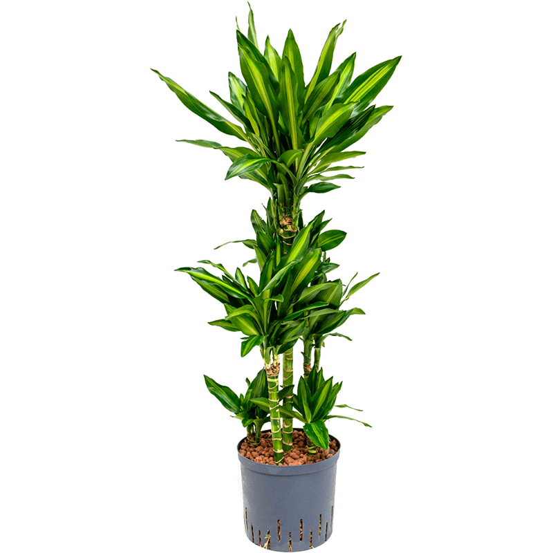 Dracaena fragrans 'Cintho