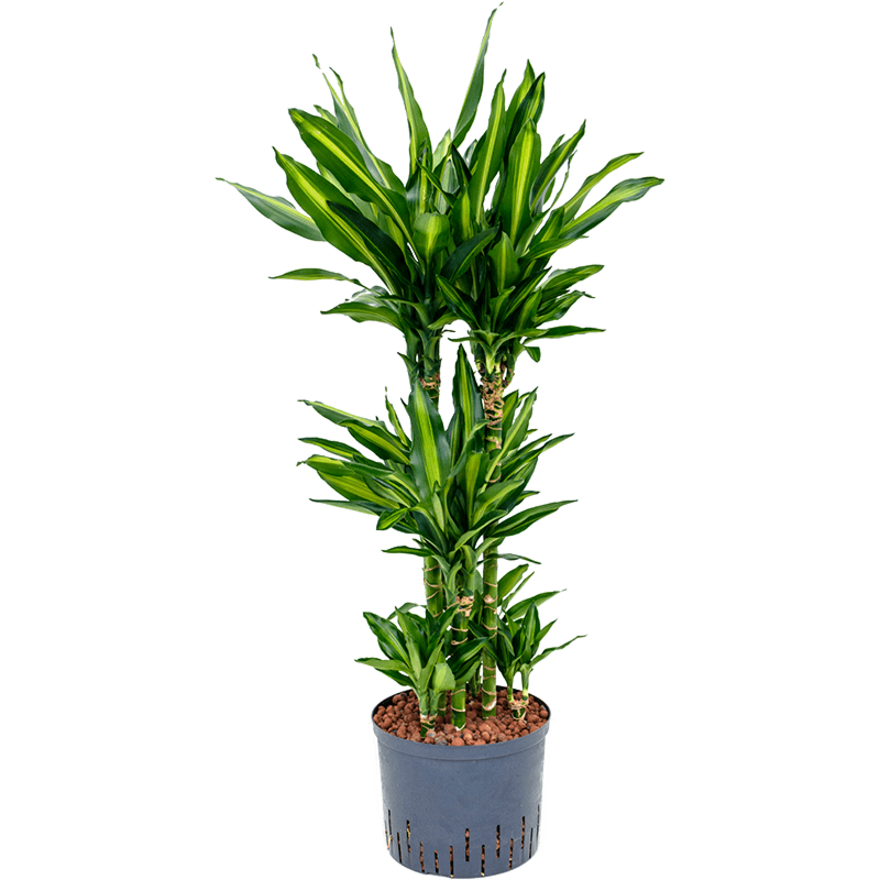 Dracaena fragrans 'Cintho