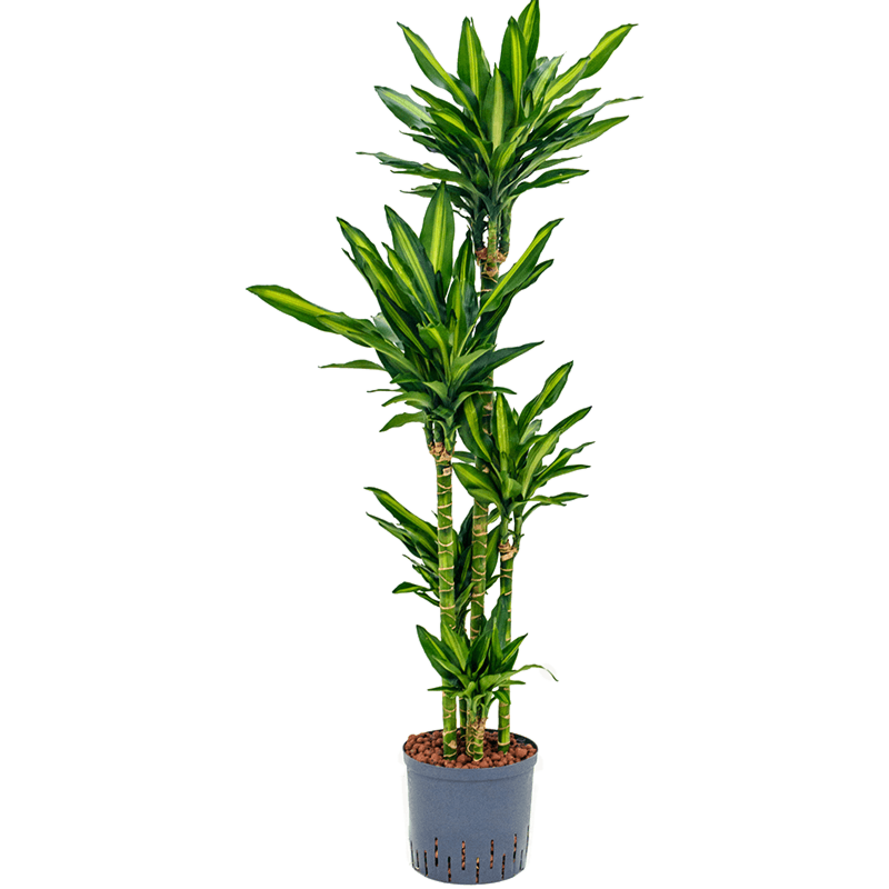 Dracaena fragrans 'Cintho