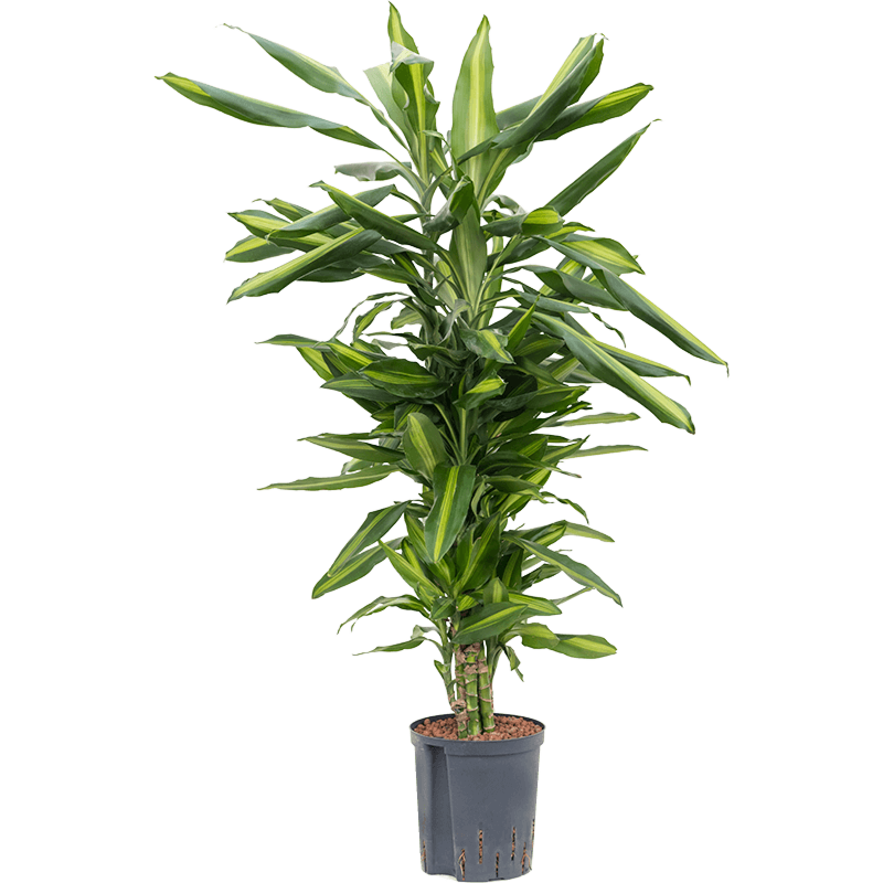 Dracaena fragrans 'Cintho