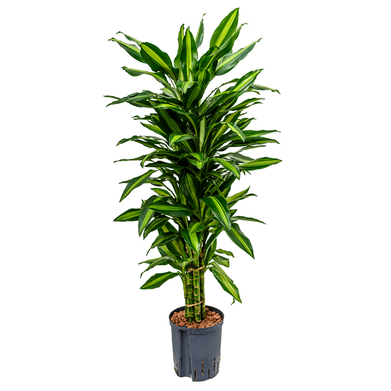 Dracaena fragrans 'Cintho