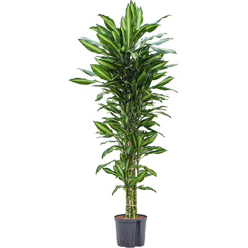 Dracaena fragrans 'Cintho