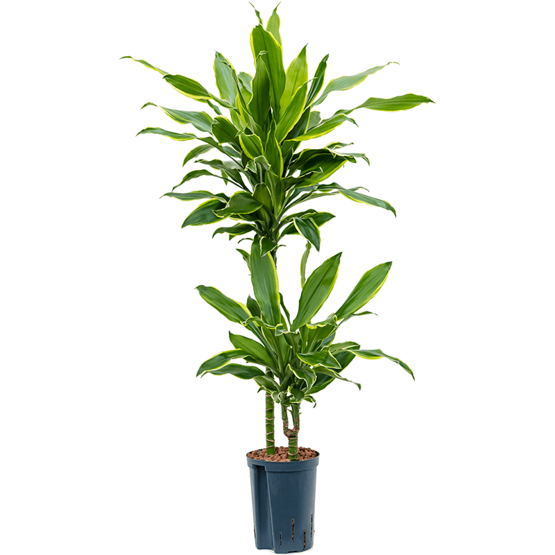 Dracaena fragrans 'Golden Coast'