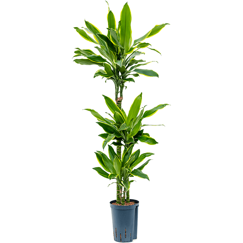 Dracaena fragrans 'Golden Coast'