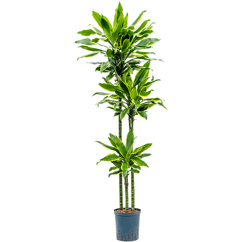 Dracaena fragrans 'Golden Coast'