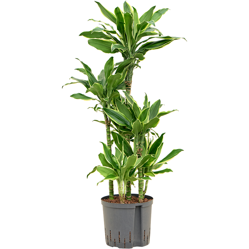 Dracaena fragrans 'Golden Coast'