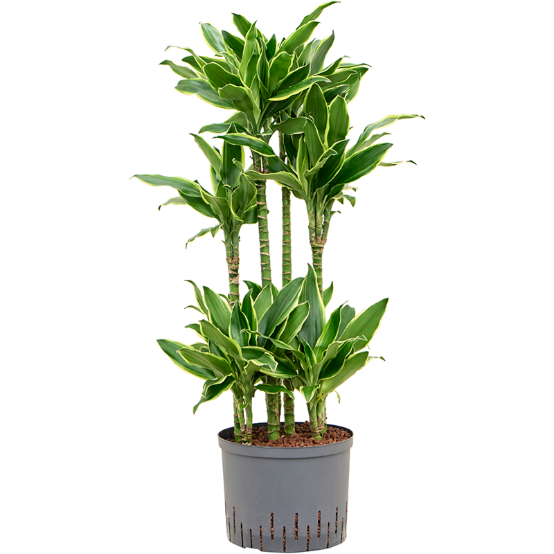 Dracaena fragrans 'Golden Coast'
