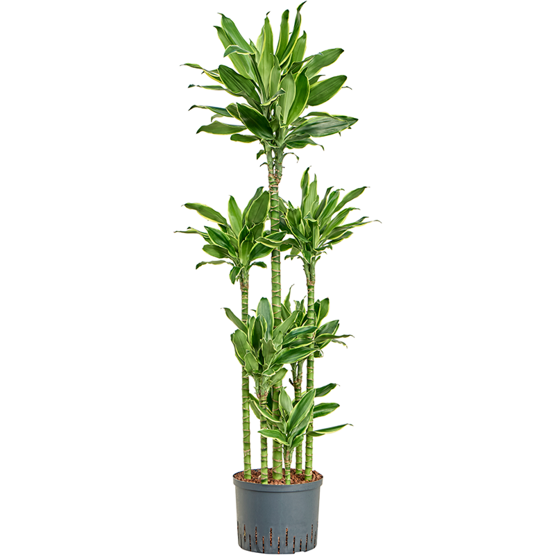 Dracaena fragrans 'Golden Coast'