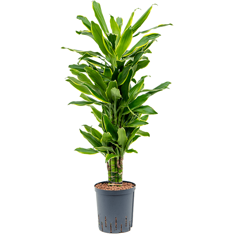 Dracaena fragrans 'Golden Coast'