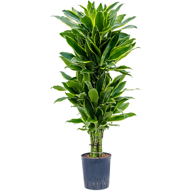 Dracaena fragrans 'Golden Coast'