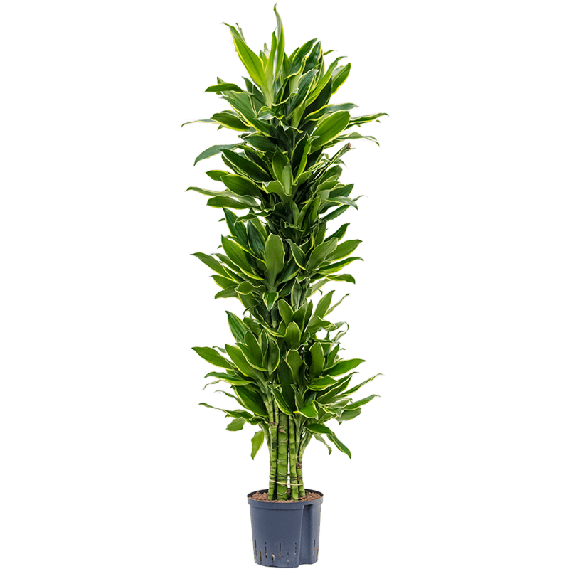 Dracaena fragrans 'Golden Coast'