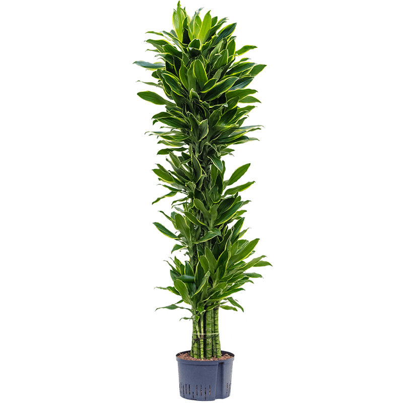 Dracaena fragrans 'Golden Coast'