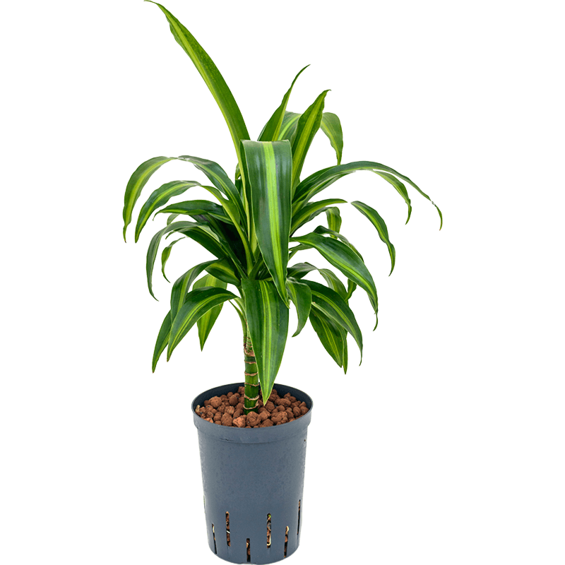Dracaena fragrans 'Hawaiian Sunshine'