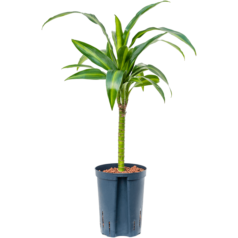 Dracaena fragrans 'Hawaiian Sunshine'
